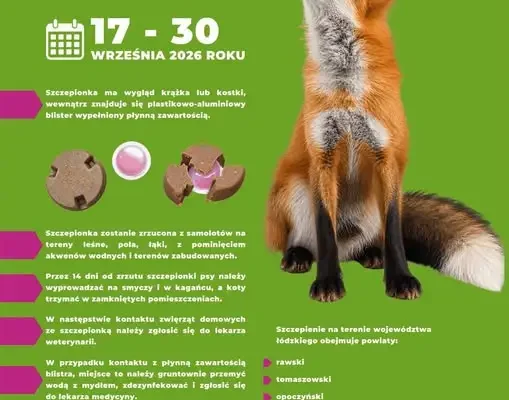 Szczepienie lisów przeciwko wściekliźnie w województwie łódzkim