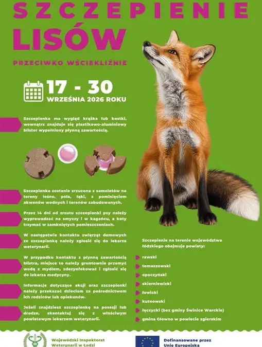 Szczepienie lisów przeciwko wściekliźnie w województwie łódzkim